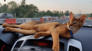 Путешествие кота на автомобиле