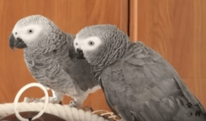 Африканские серые попугаи популярны для разведения