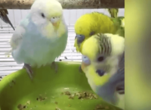 Австралийские попугайчики популярны в домашних условиях