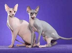 Гипоаллергенные кошки