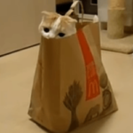 Кот и пакет