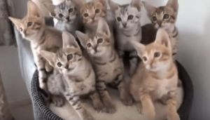 Как содержать столько кошек?