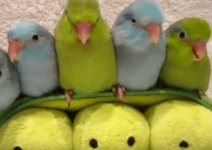 Волнистые попугайчики популярны для разведения дома