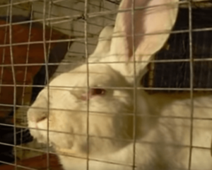 Кролик-альбинос