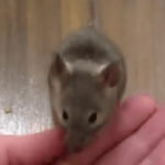 Приручить мышку легко
