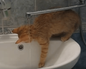 7 Причин Почему Кошка Любит Ванную
