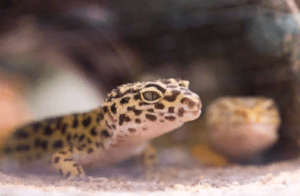 Леопардовые гекконы обладают большими и круглыми глазами