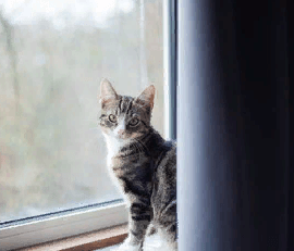 Кошки любят смотреть в окно