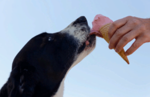 Угостить пса мороженым