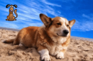 Очаровательный пес отдыхает на песке