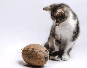 Кошка и кокос