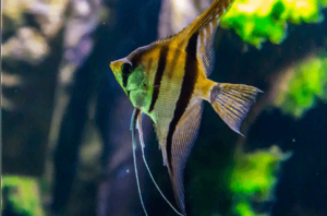Как ухаживать за рыбками в аквариуме — фото и видео