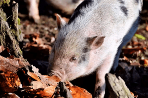 Свинья ищет желуди в опавшей листве