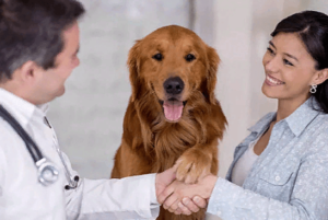 Понимание между ветеринаром и пациентом