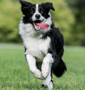 Бордер-колли - одна из подвижных беговых собак