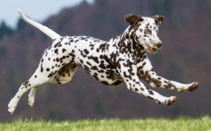 Далматинец - отличный собачий компаньон для бега