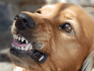 Синдром агрессии у собак