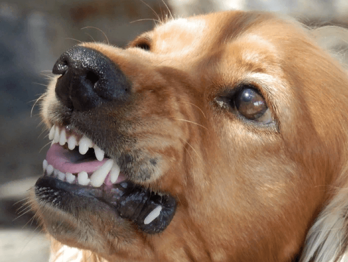 синдром агрессии у собак