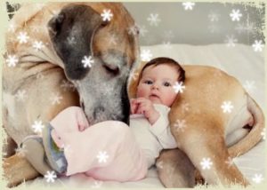 Собака и новорожденный ребенок