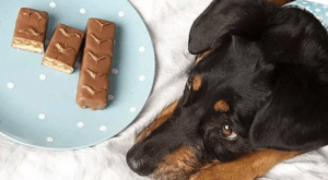 Почему собаке нельзя шоколад