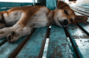 Тепловой удар у собаки симптомы и лечение