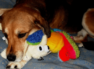 Эпилепсия у собак симптомы и лечение