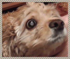 Катаракта хрусталика глаза у собаки, признаки, причины заболевания и как лечить
