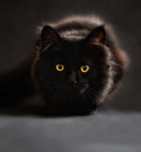 Как назвать чёрную Кошку