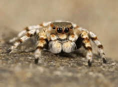 Домашний тарантул