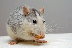 Домашняя крыса