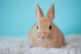 Кролики домашние — правила ухода