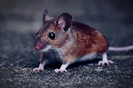Как ухаживать за мышкой?
