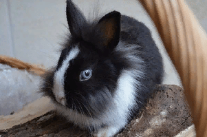 Звуки кролика