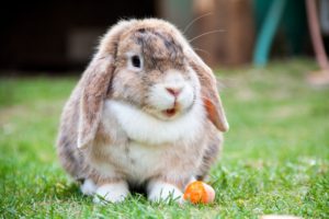 Ожирение у кролика