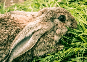 Ожирение у кролика