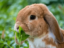 Как отучить кролика грызть?