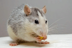 Уход за домашней крысой