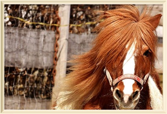 Вопросы и ответы о домашних лошадях