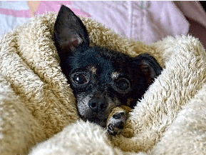 Болеют ли собаки коронавирусом?