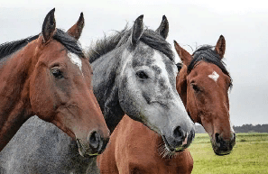 Самые частые вопросы с ответами о лошадях?