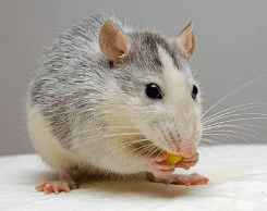 Кормление крысы в домашних условиях