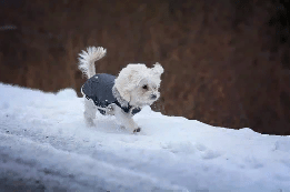 Зимняя одежда собаке