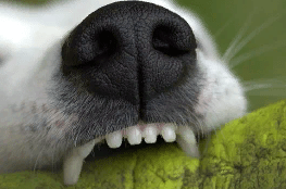 О зубном камне (налёте) у собак