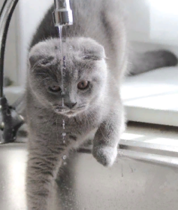 Нужно ли мыть кошку