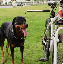 Отучить собаку бегать за велосипедом